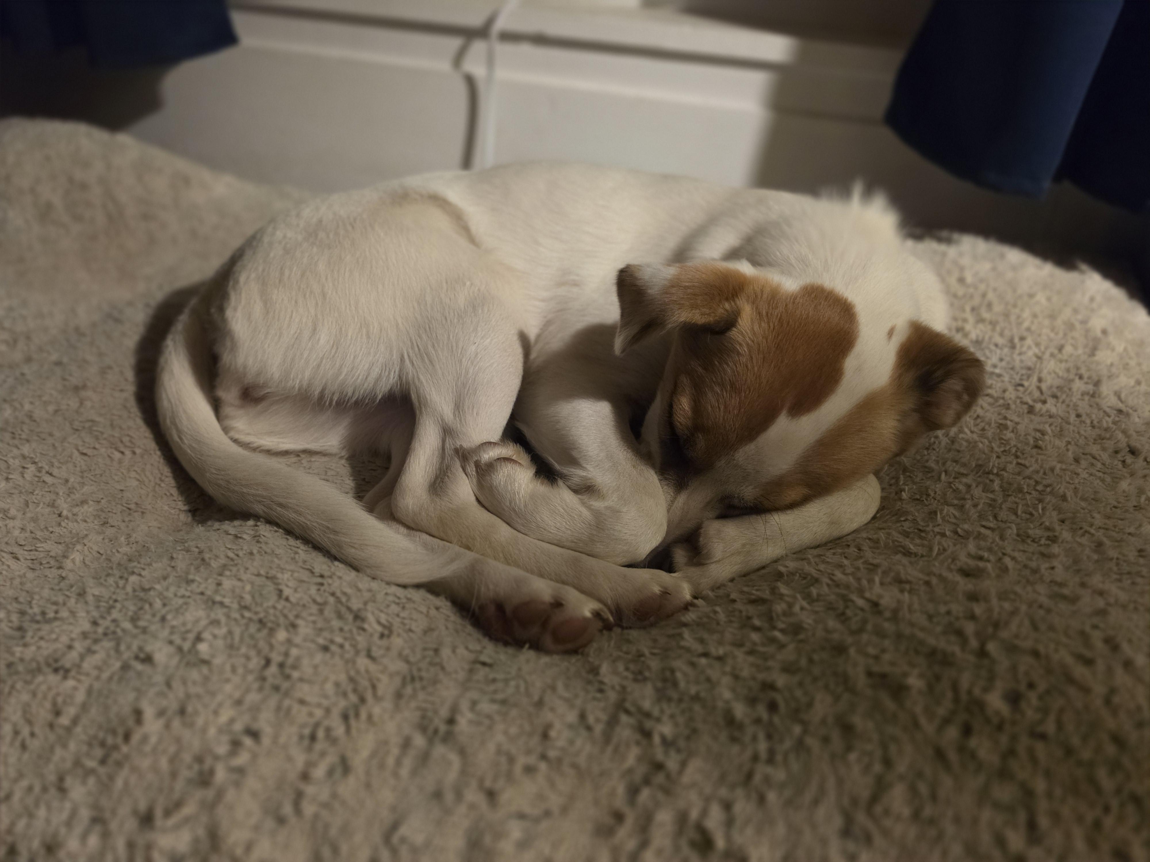 Enlarge Jade, an adoptable mixed breed in Augusta, ME image 6/6