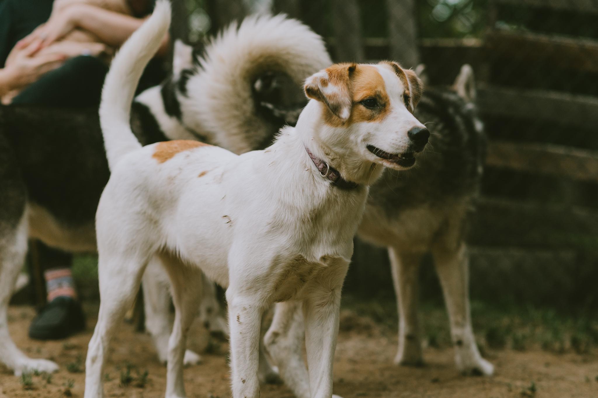 Enlarge Jade SS is in Maine, a Adoptable mixed breed in Augusta, ME image 4/6