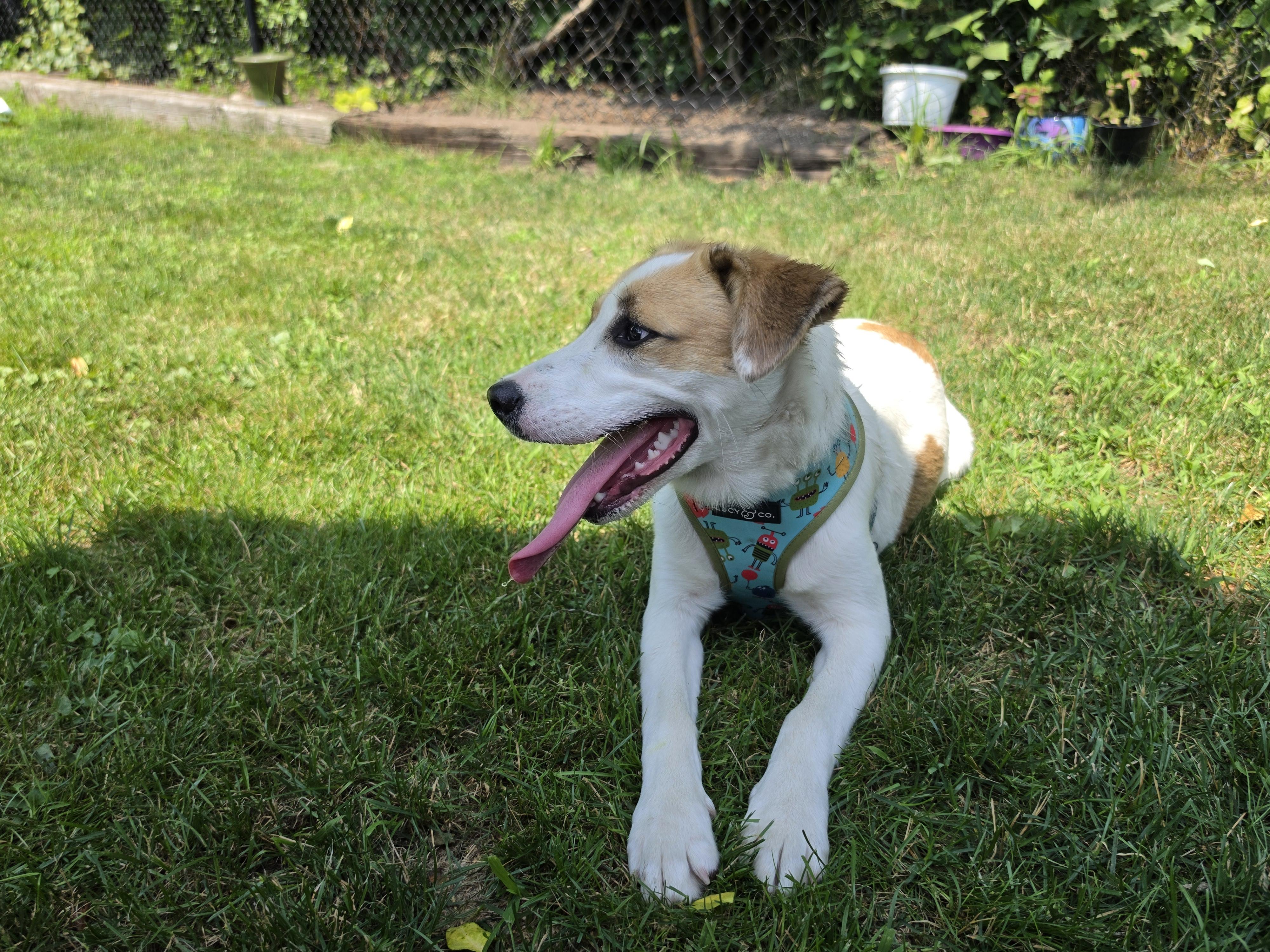 Jade SS is in Maine, an adoptable mixed breed in Augusta, ME image 3/6