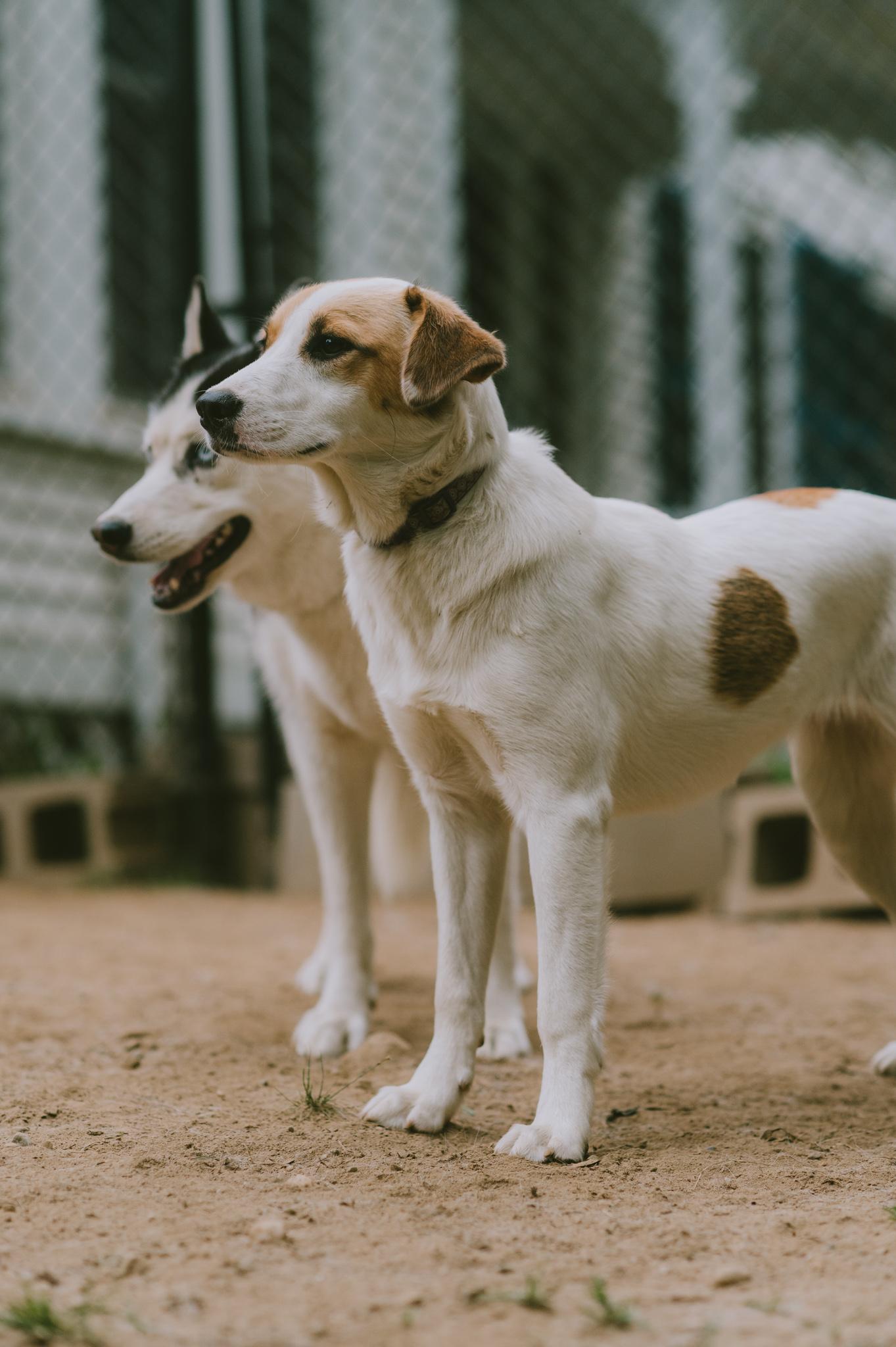 Enlarge Jade SS is in Maine, a Adoptable mixed breed in Augusta, ME image 6/6