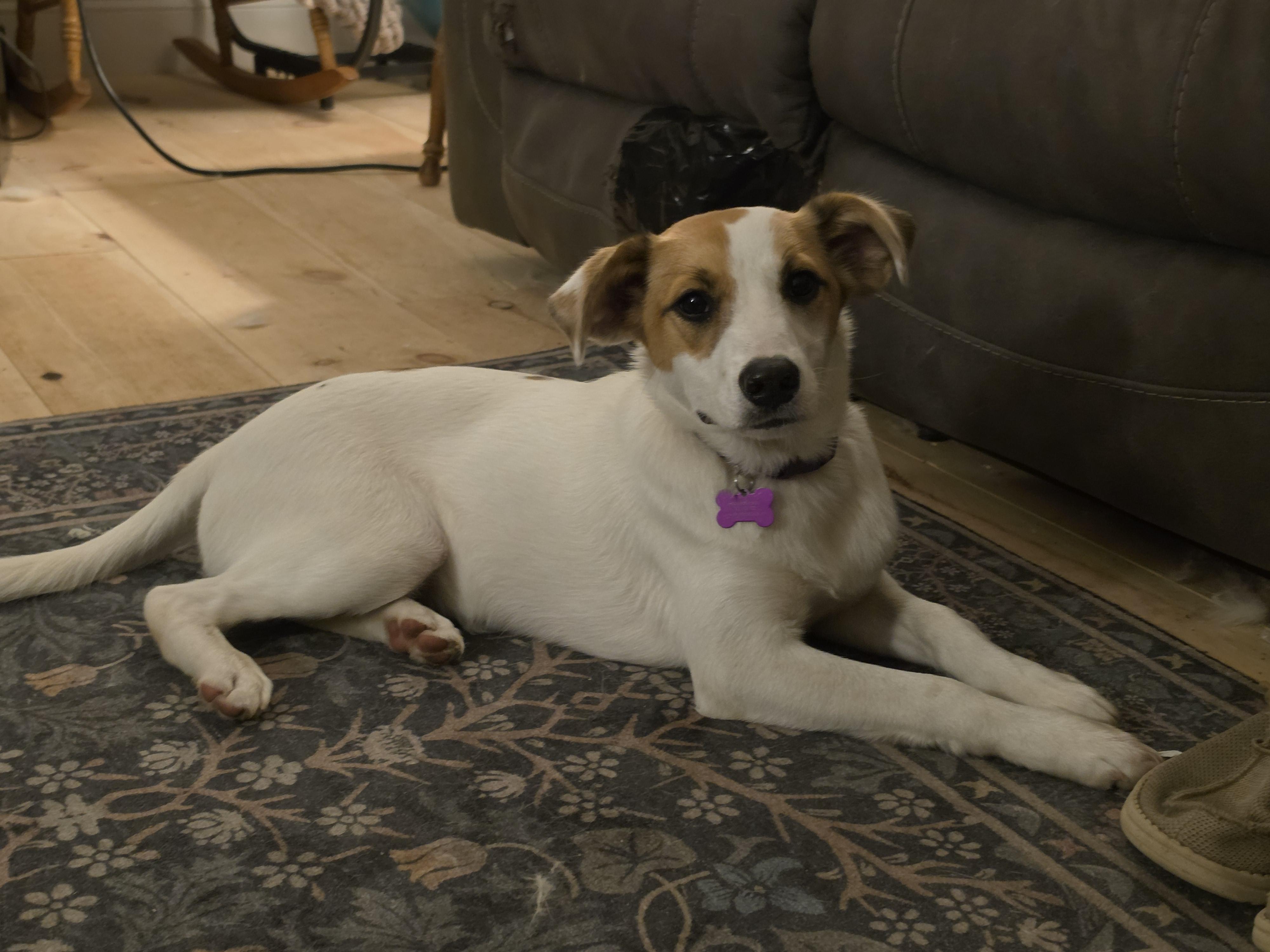 Enlarge Jade, an adoptable mixed breed in Augusta, ME image 1/6