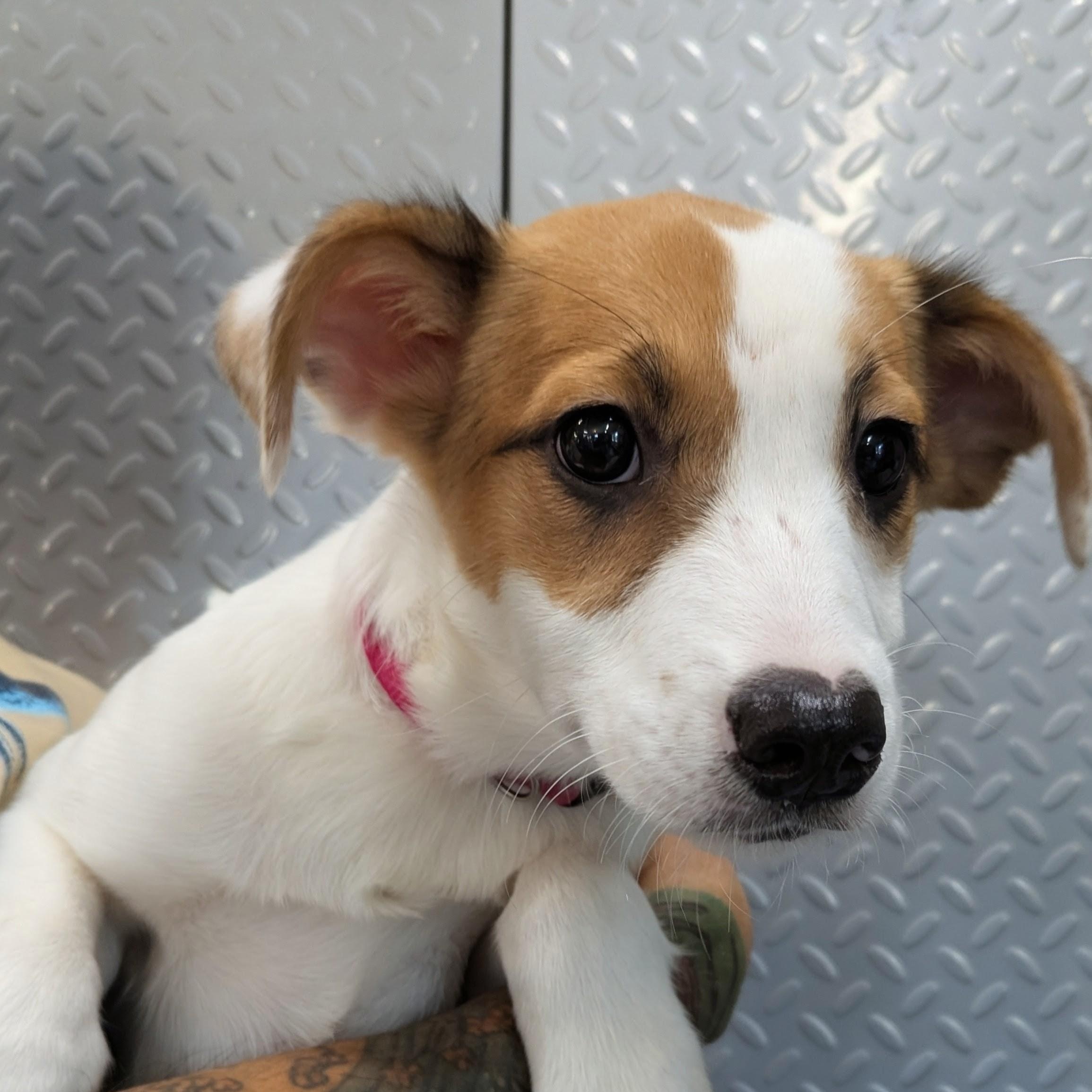 Enlarge Jade, a Adoptable mixed breed in South Portland, ME image 2/4