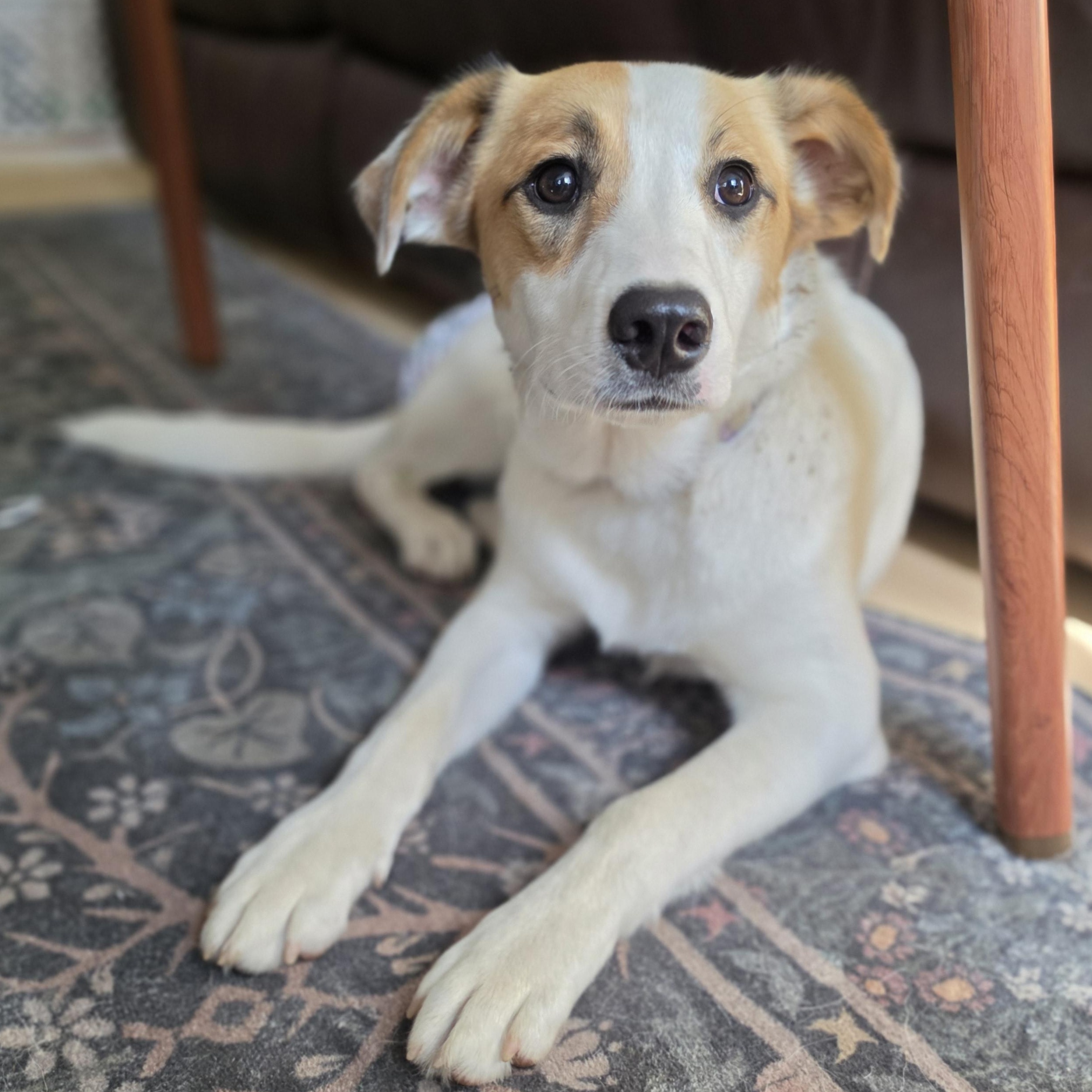 Enlarge Jade SS is in Maine, an adoptable mixed breed in Augusta, ME image 1/5