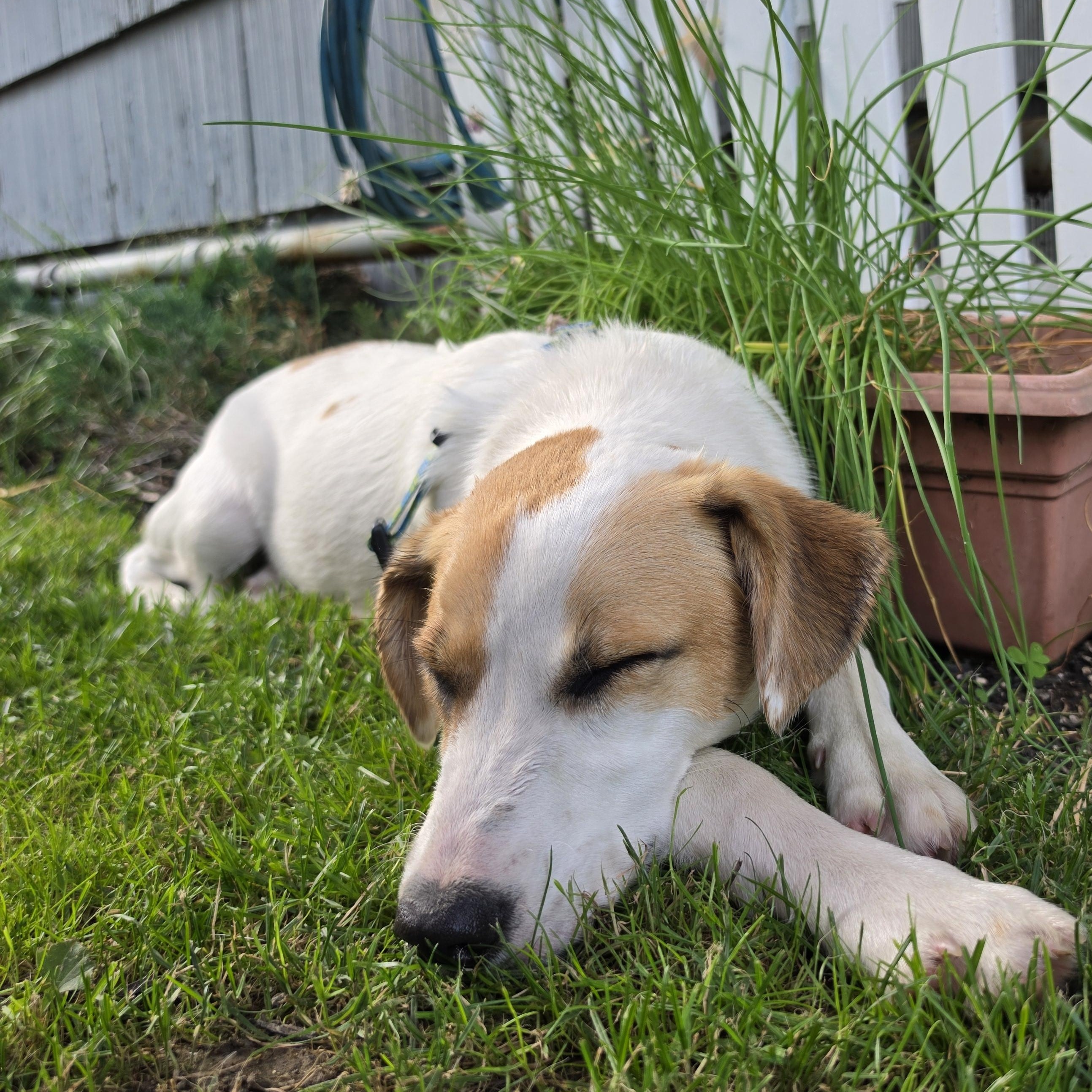 Jade SS is in Maine, an adoptable mixed breed in Augusta, ME image 1/6