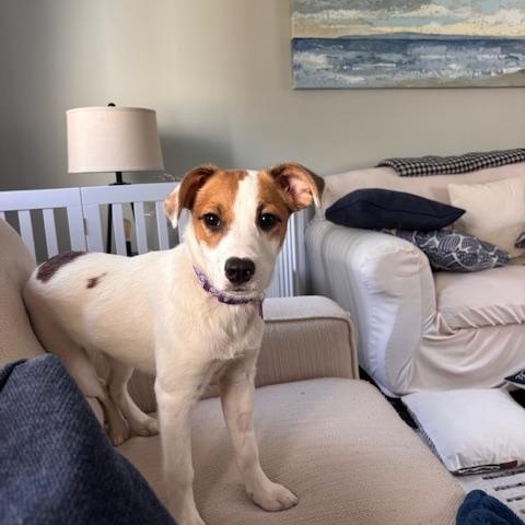 Enlarge Jade, an adoptable mixed breed in Kennebunk, ME image 6/6