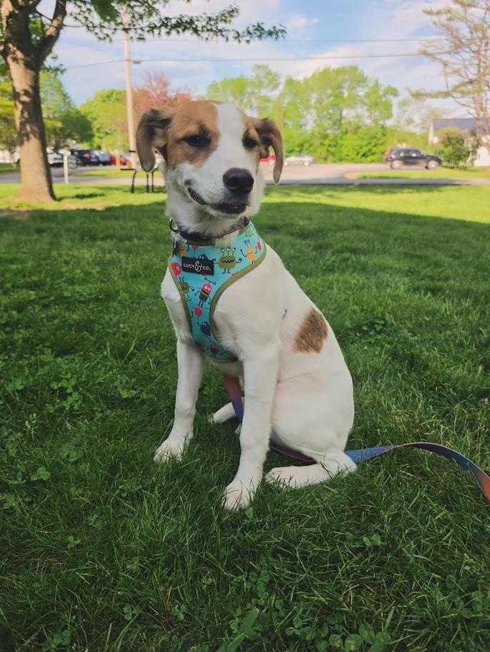 Jade, adoptable, Puppy Female Mixed Breed & Border Collie.