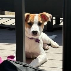 Enlarge Jade, an adoptable mixed breed in Kennebunk, ME image 2/6