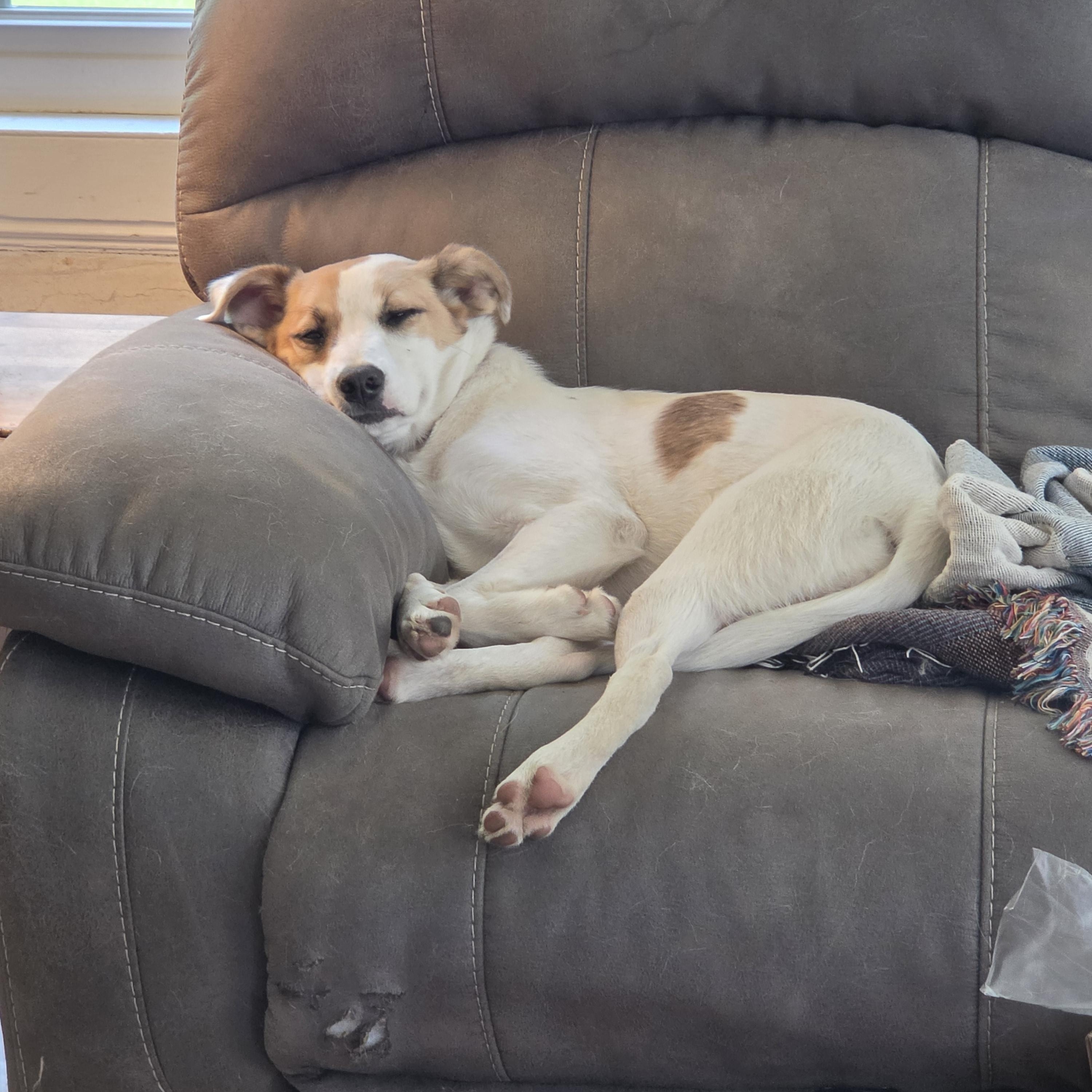 Enlarge Jade, an adoptable mixed breed in Augusta, ME image 3/6