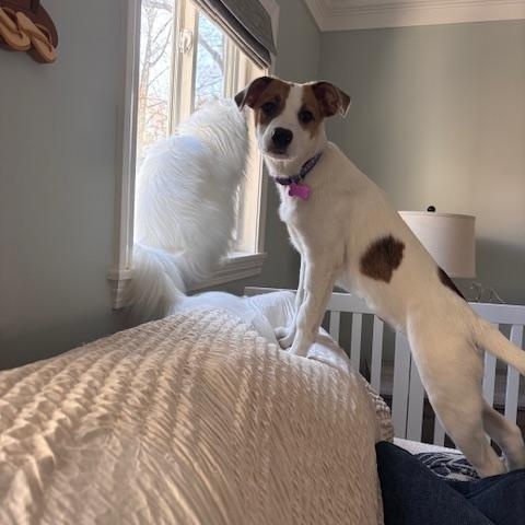 Enlarge Jade, an adoptable mixed breed in Kennebunk, ME image 4/6