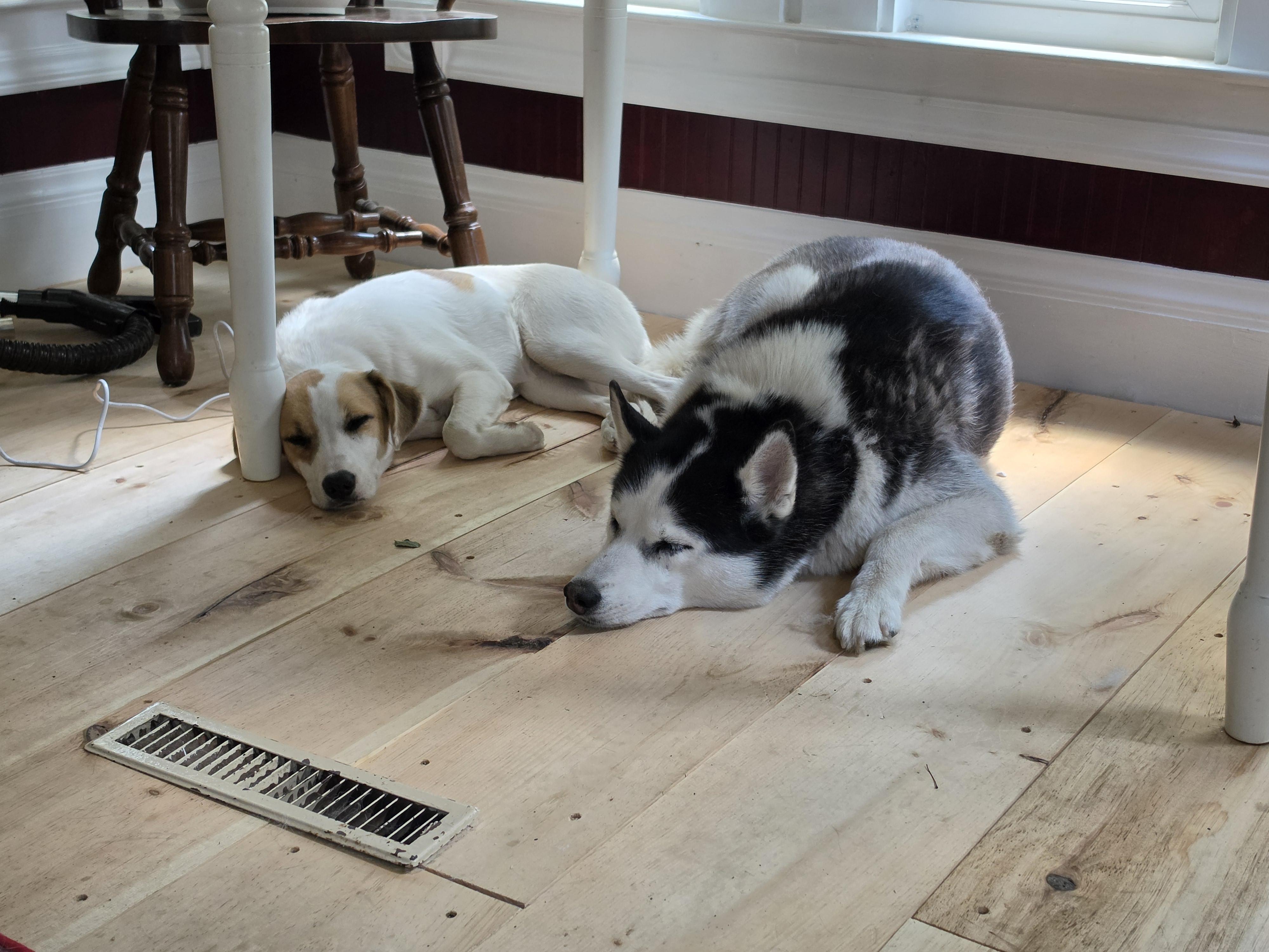 Jade SS is in Maine, an adoptable mixed breed in Augusta, ME image 6/6