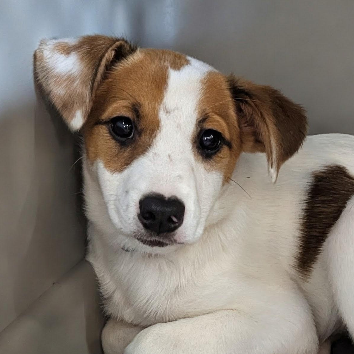 Jade, Adoptable, Puppy Female Mixed Breed & Border Collie.