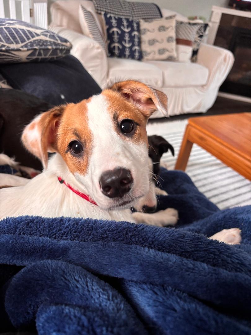 Enlarge Jade, an adoptable mixed breed in Kennebunk, ME image 1/6