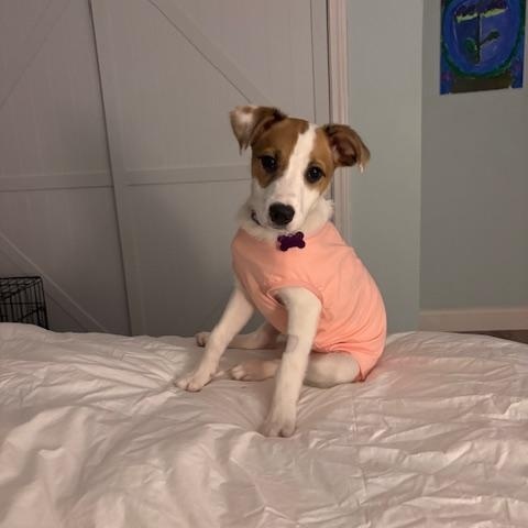 Enlarge Jade, an adoptable mixed breed in Kennebunk, ME image 3/6