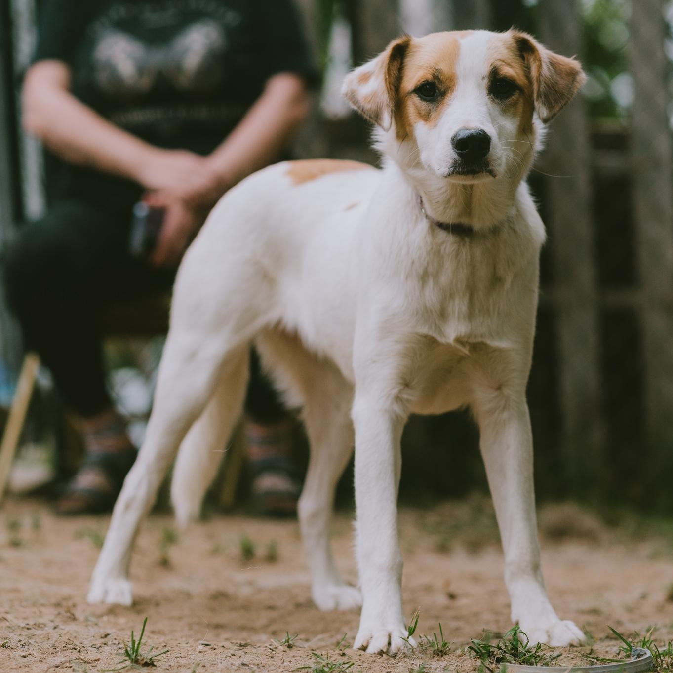 Jade SS is in Maine, Adoptable, Puppy Female Mixed Breed & Border Collie.