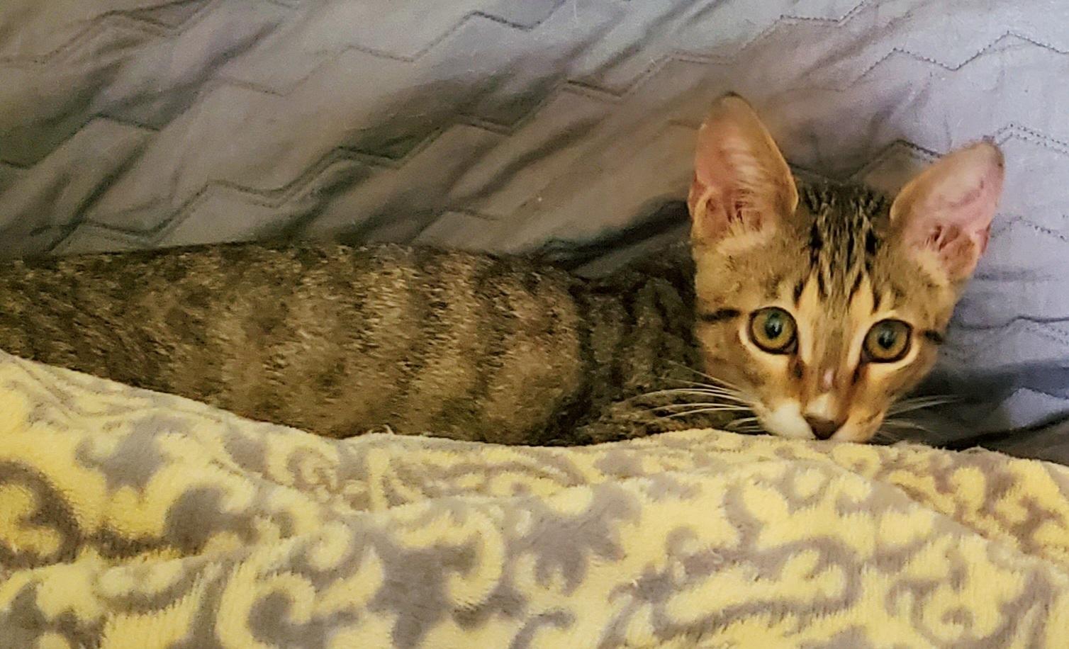 Frank, a ADOPTABLE Domestic Short Hair in North Fort Myers, FL image 5/6