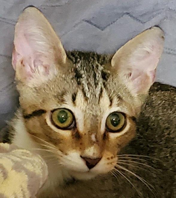 Frank, a ADOPTABLE Domestic Short Hair in North Fort Myers, FL image 2/6