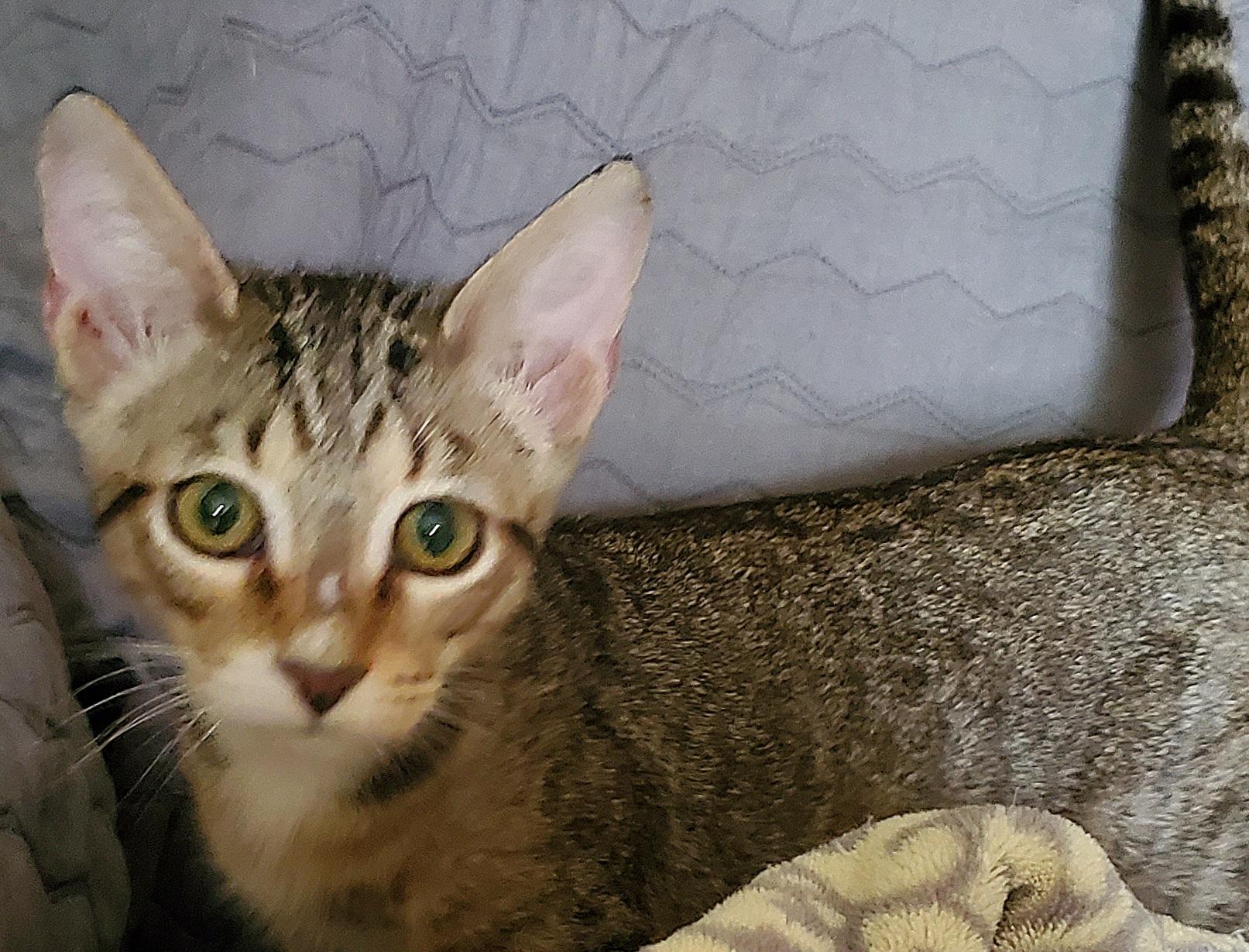 Frank, a ADOPTABLE Domestic Short Hair in North Fort Myers, FL image 6/6