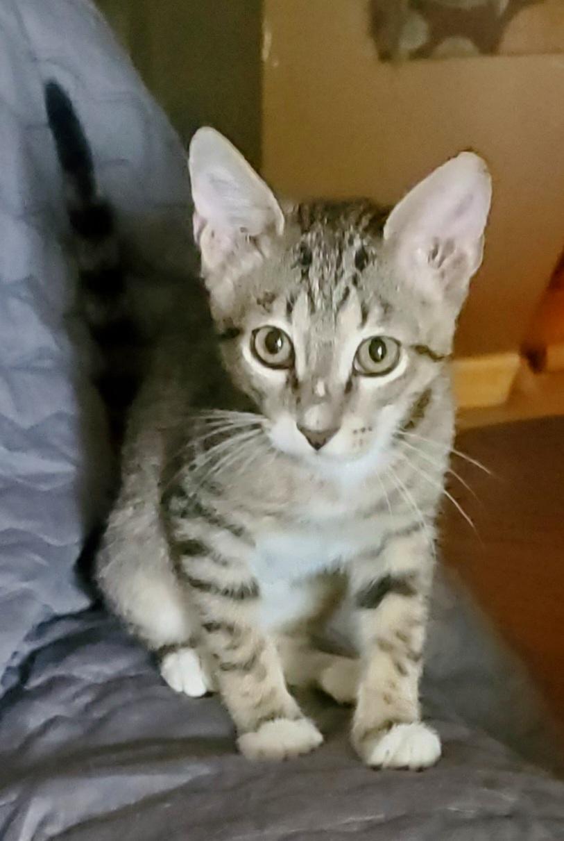 Frank, a ADOPTABLE Domestic Short Hair in North Fort Myers, FL image 4/6
