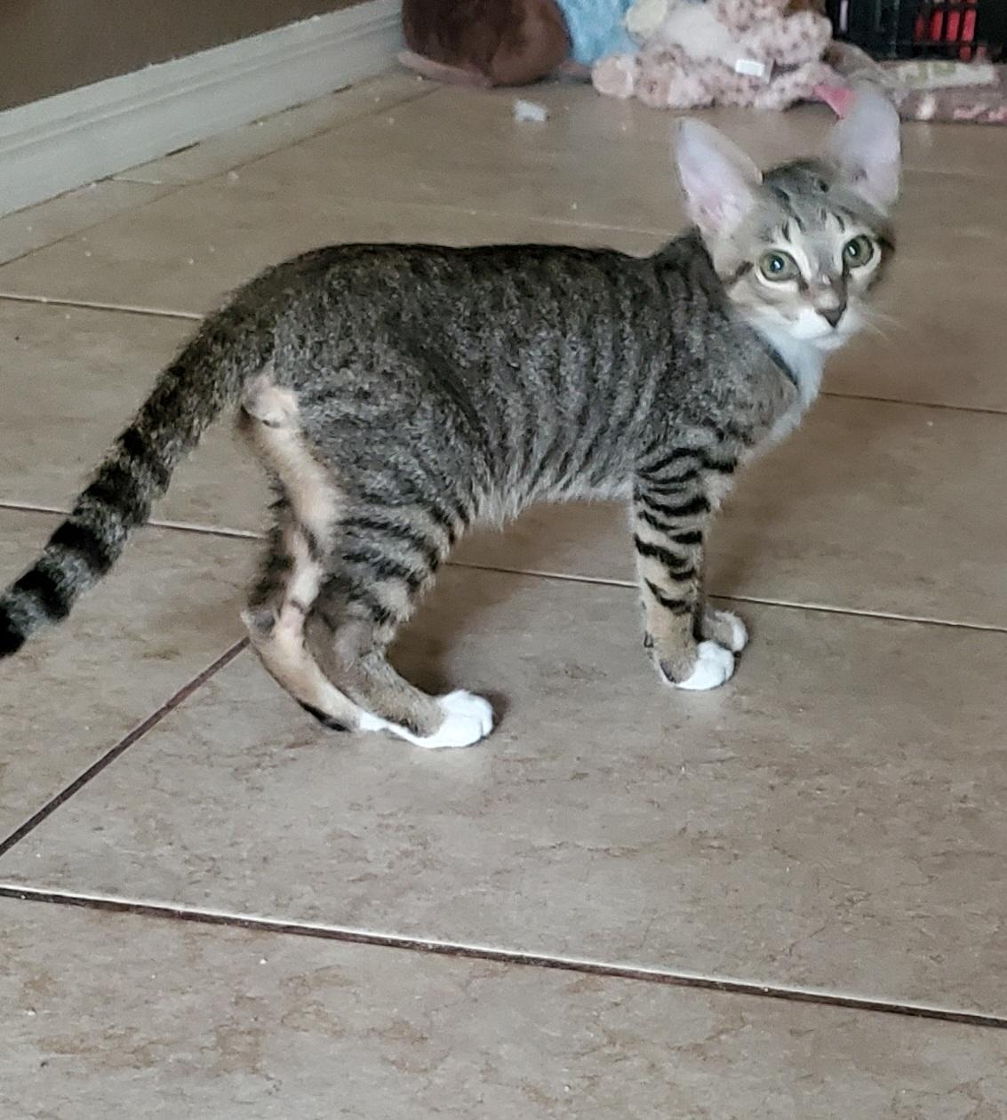 Frank, a ADOPTABLE Domestic Short Hair in North Fort Myers, FL image 3/6