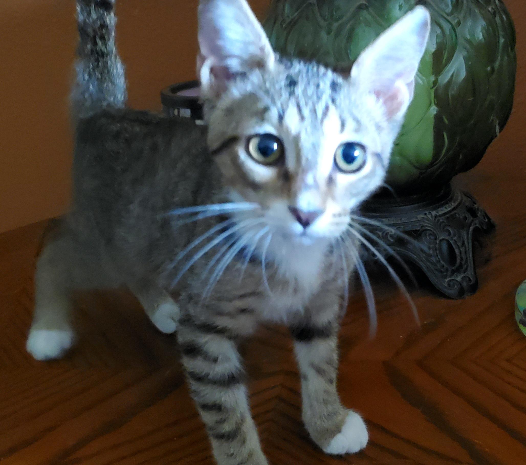 Frank, ADOPTABLE, Kitten Male Domestic Short Hair.
