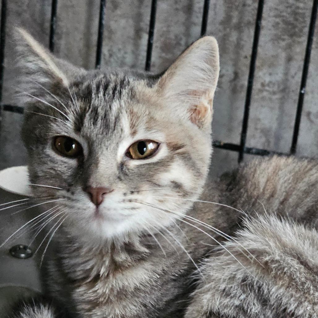 Enlarge Lilith, a Adoptable Domestic Short Hair in Grinnell, IA image 1/2