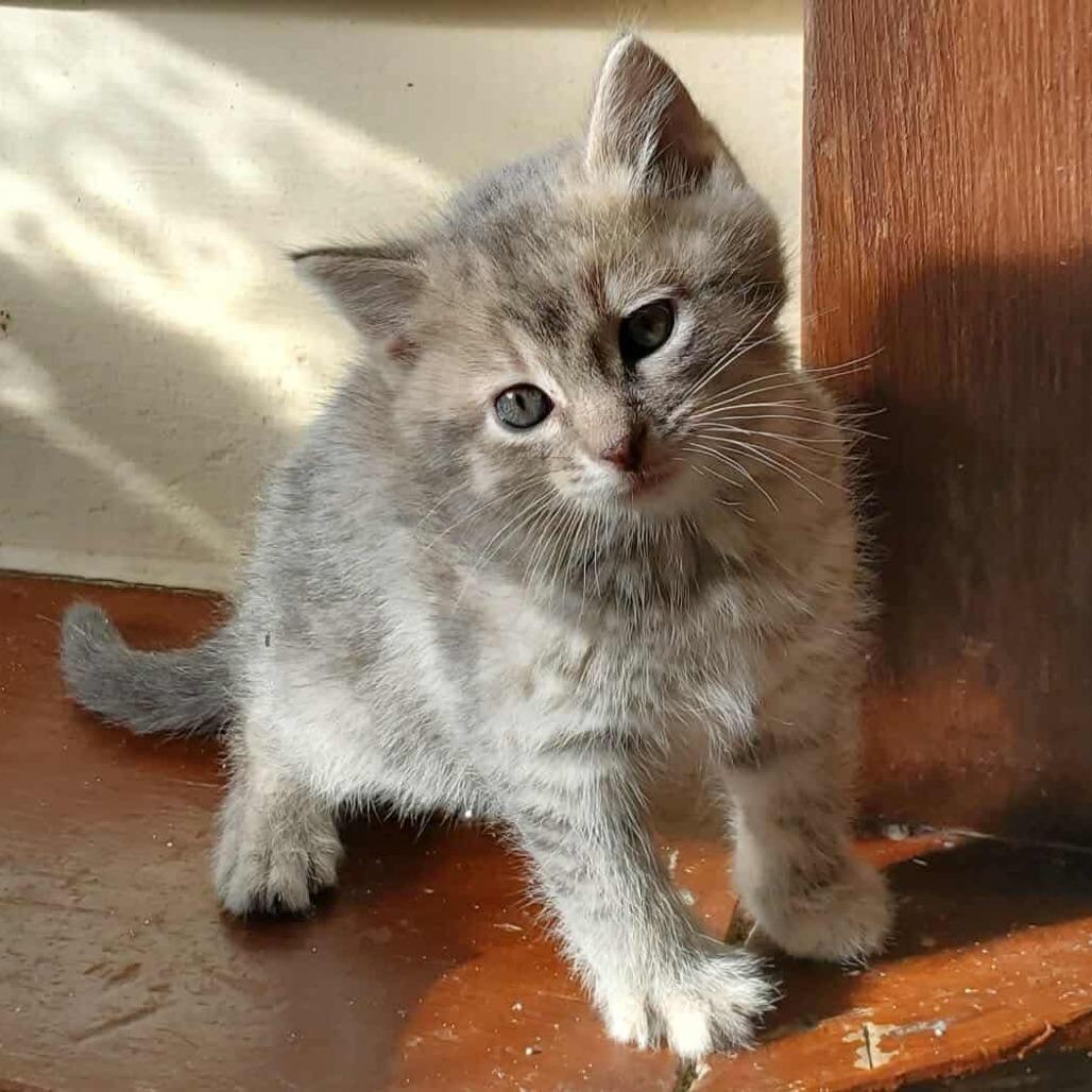 Enlarge Lilith, a Adoptable Domestic Short Hair in Grinnell, IA image 2/2