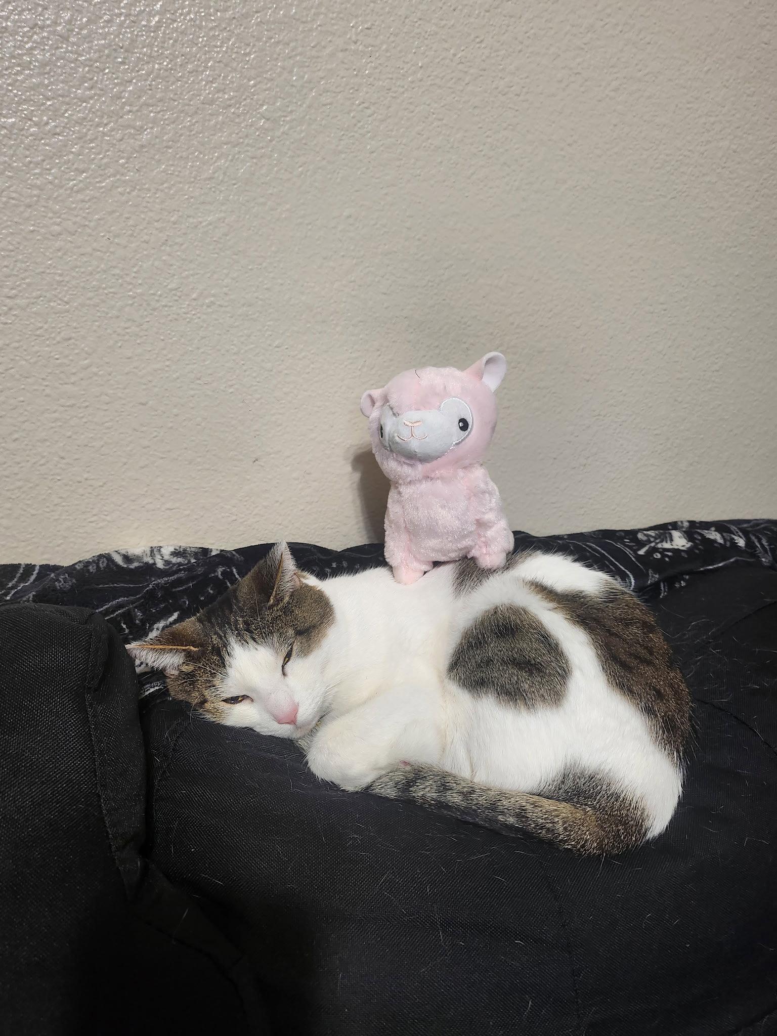 Enlarge Pica, a Adopted mixed breed in Glendale, AZ image 1/3
