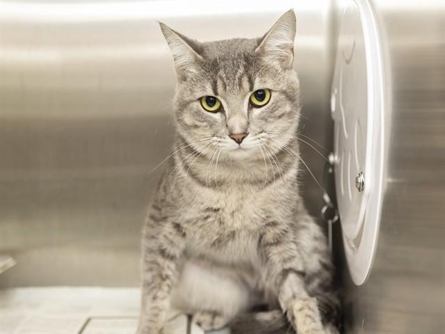 JACK JACK, Adoptable, Young Male Domestic Short Hair.