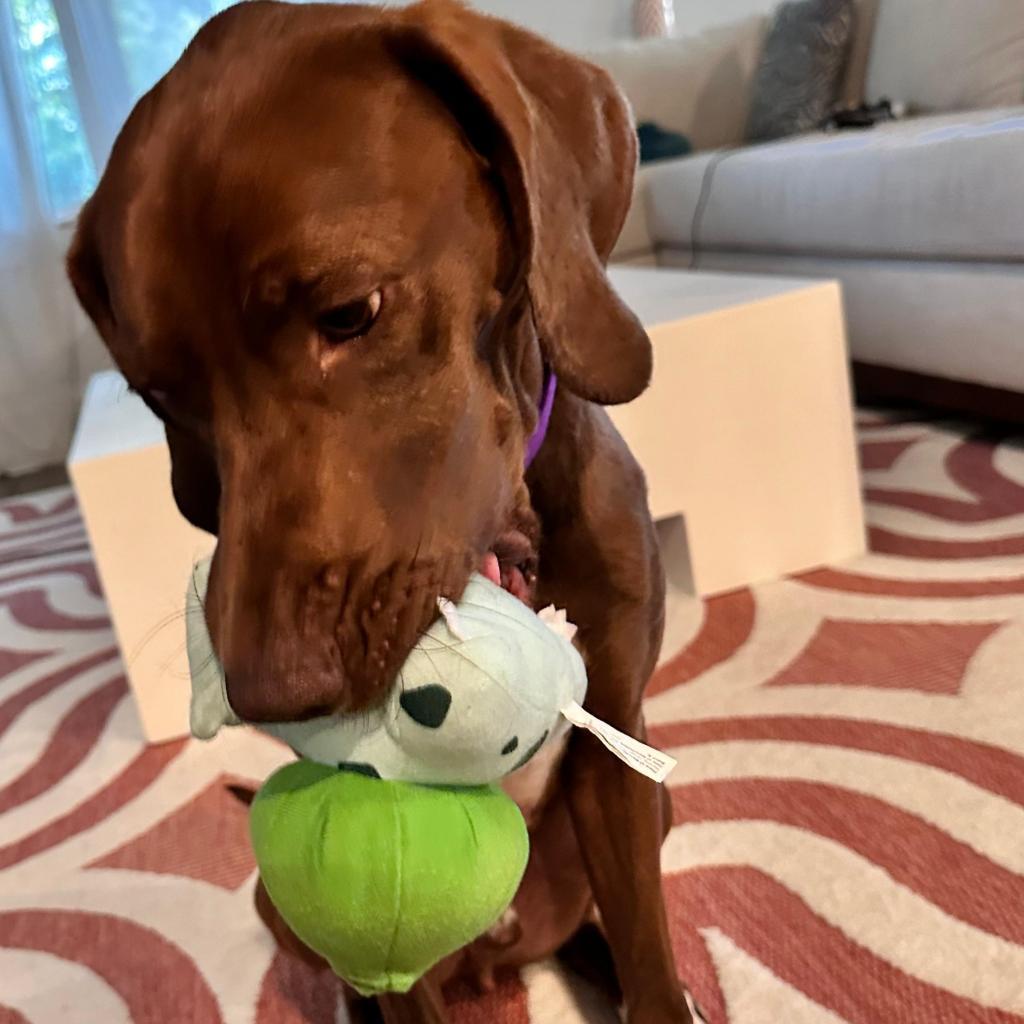 Braxton, Adoptable, Adult Male Chocolate Labrador Retriever & Hound.