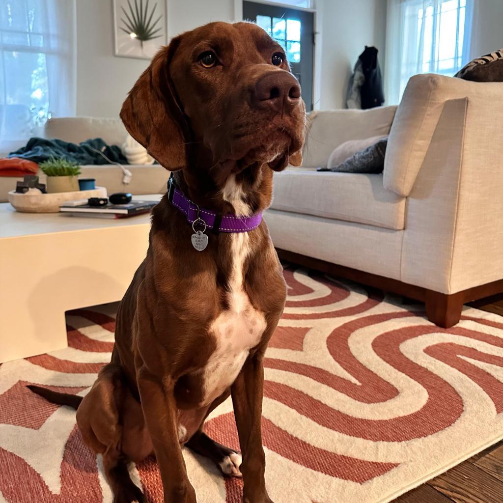 Enlarge Braxton, a Adoptable mixed breed in Richmond, VA image 2/6