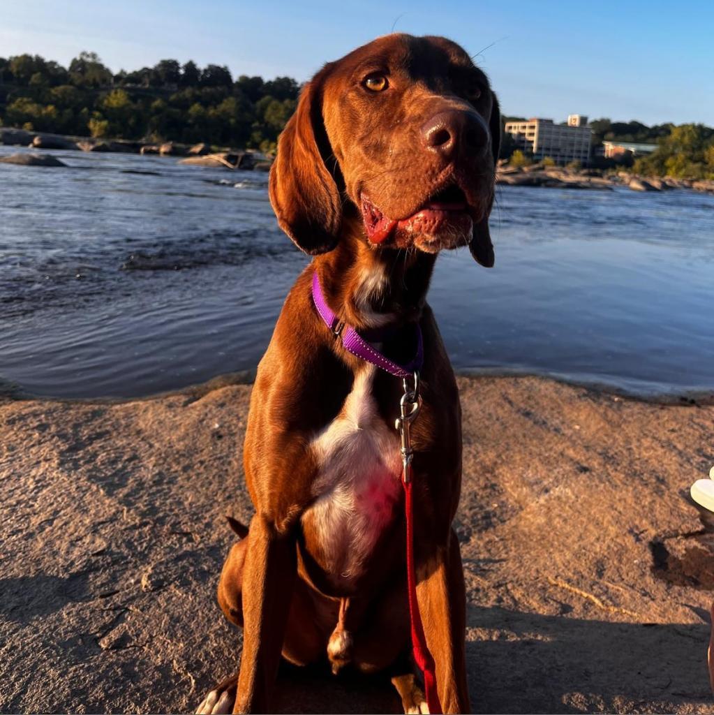 Enlarge Braxton, a Adoptable mixed breed in Richmond, VA image 3/6