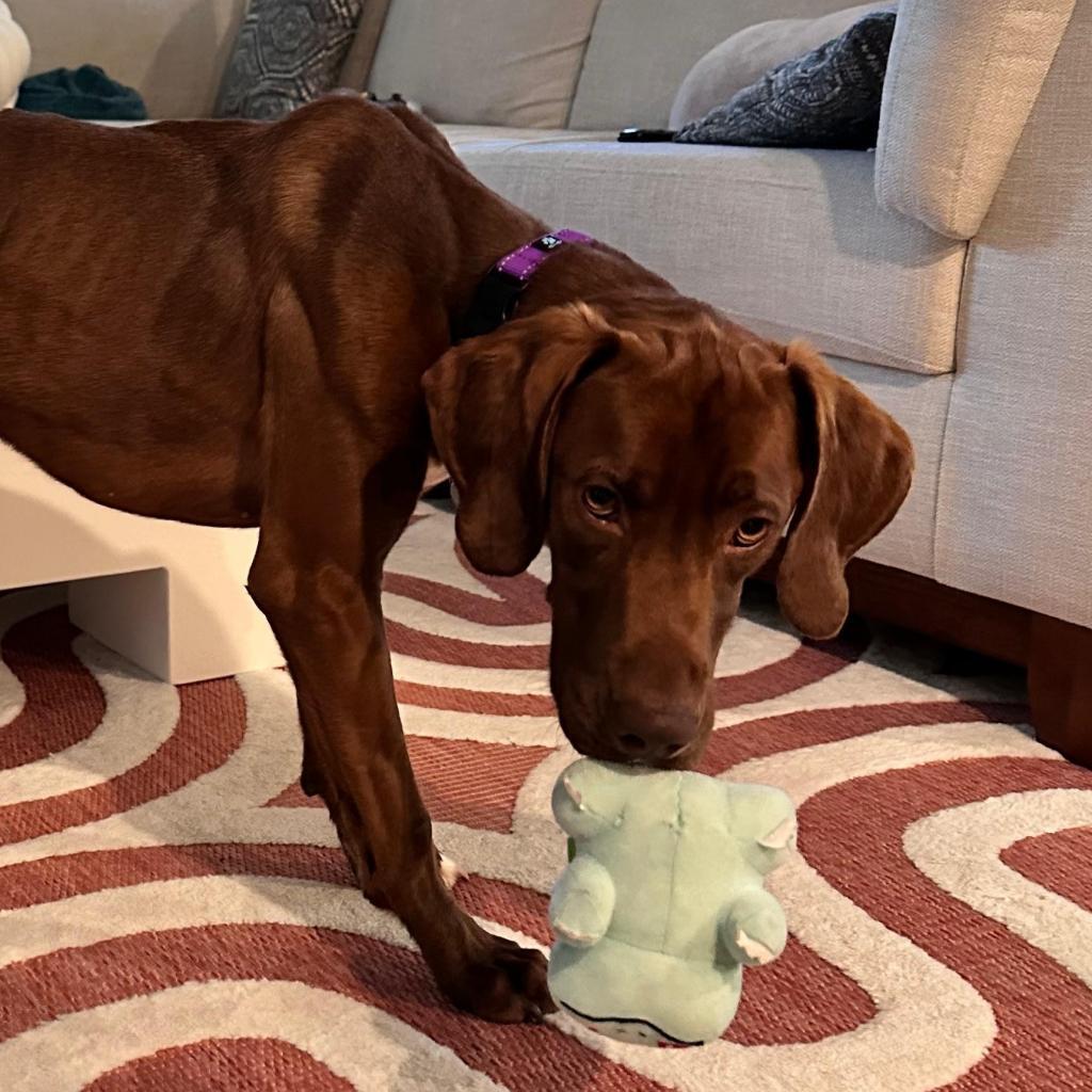 Enlarge Braxton, a Adoptable mixed breed in Richmond, VA image 4/6