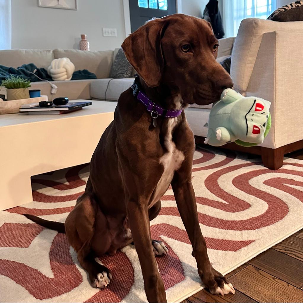 Enlarge Braxton, a Adoptable mixed breed in Richmond, VA image 5/6