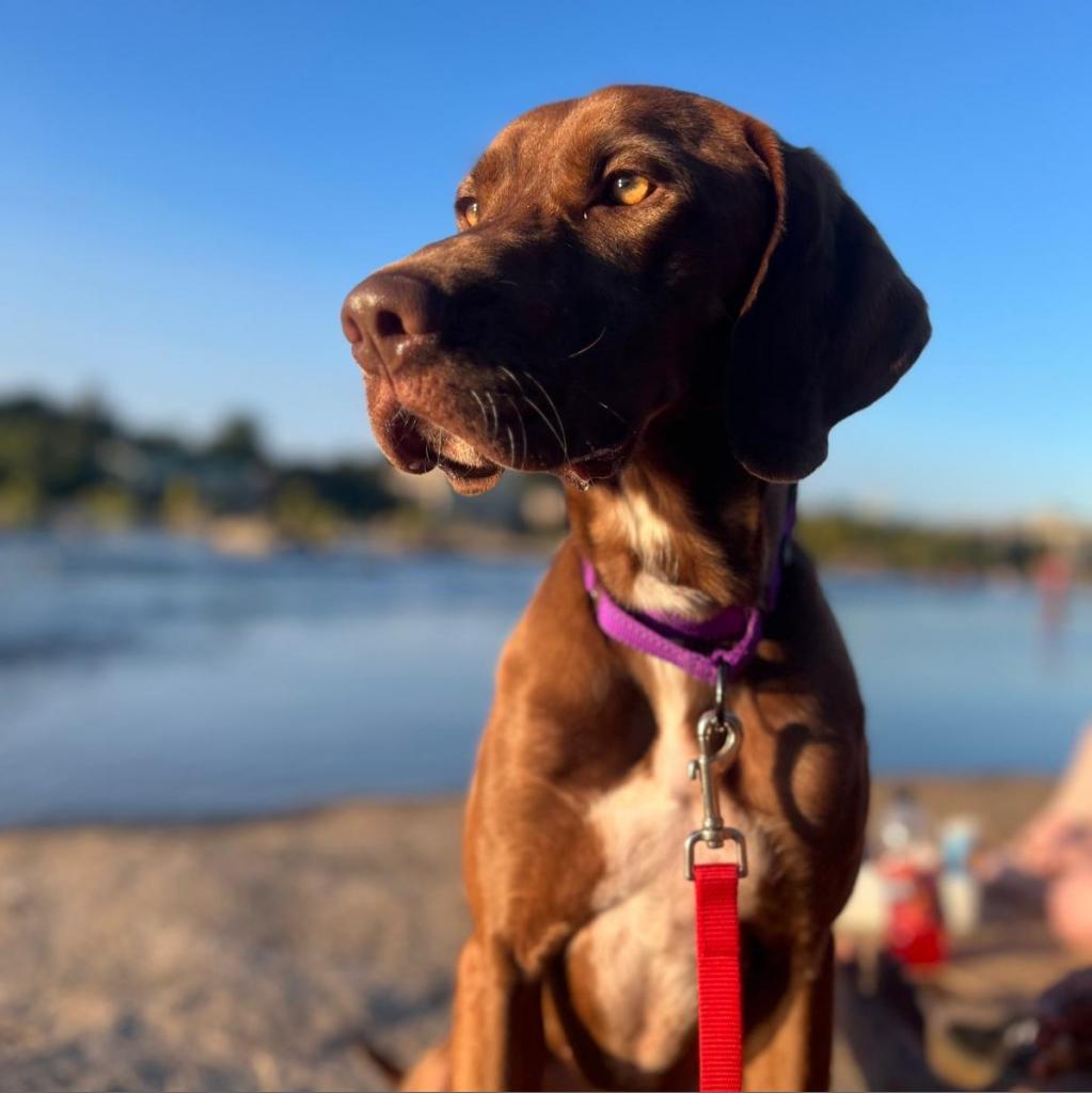 Enlarge Braxton, a Adoptable mixed breed in Richmond, VA image 6/6