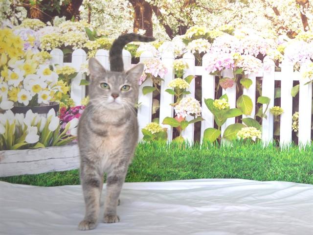 Enlarge MARIANNA, a Adoptable mixed breed in Oroville, CA image 1/1