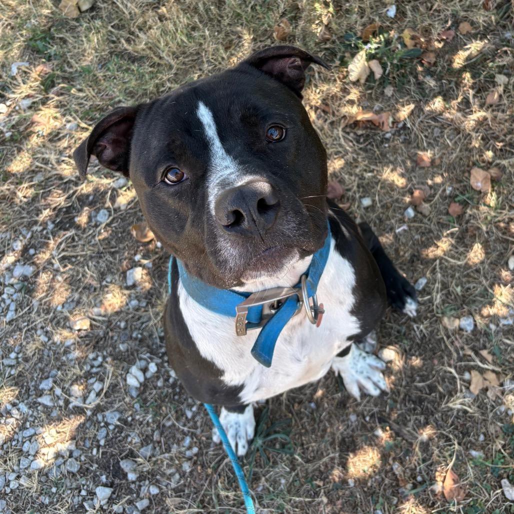 Barley, Adoptable, Adult Male Pit Bull Terrier & Mixed Breed.