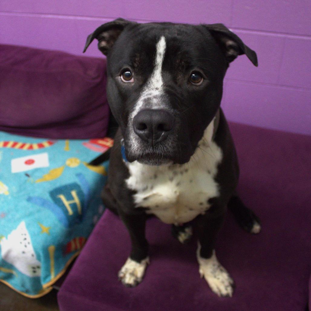 Enlarge Barley, a Adoptable mixed breed in Springfield, MO image 1/6