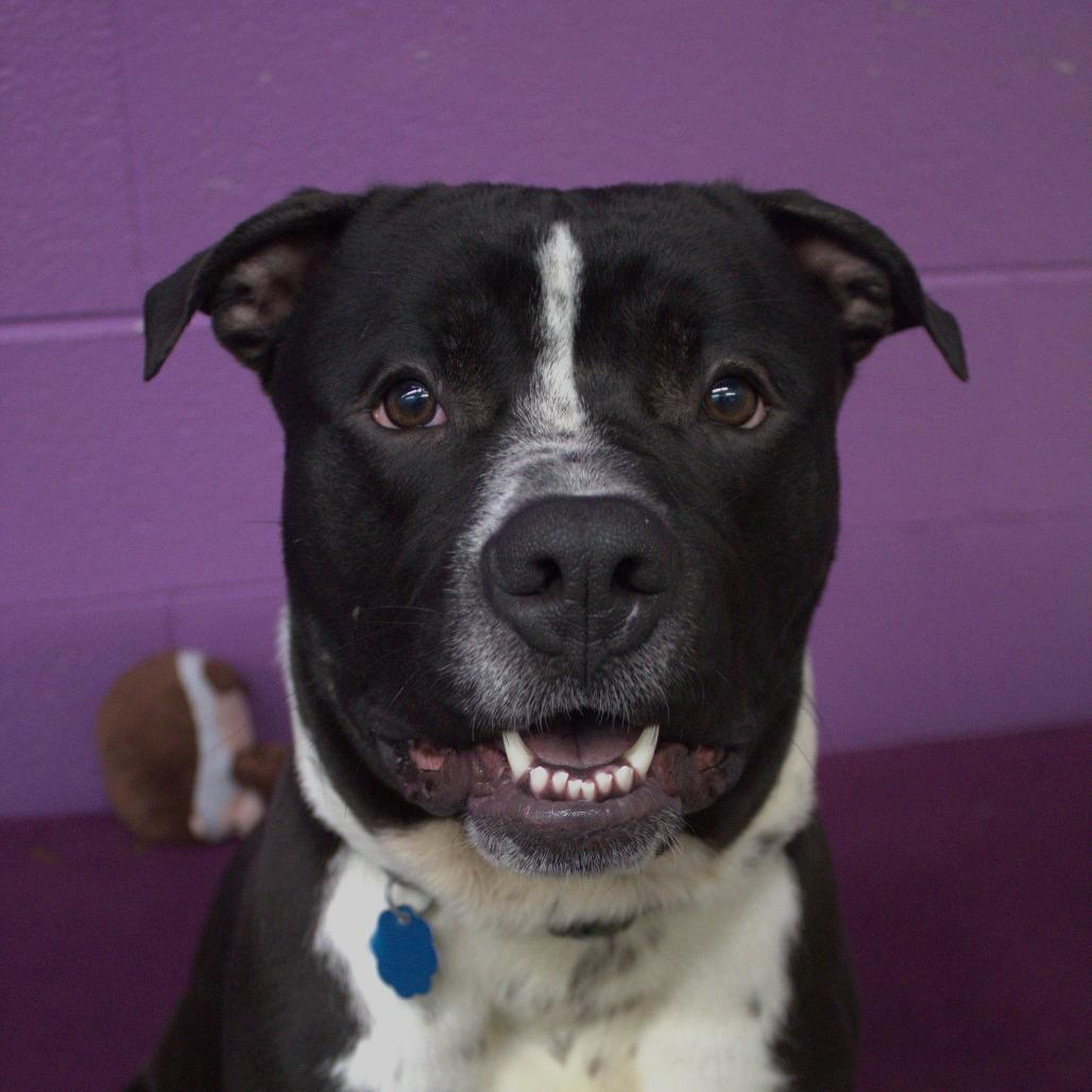 Enlarge Barley, a Adoptable mixed breed in Springfield, MO image 2/6
