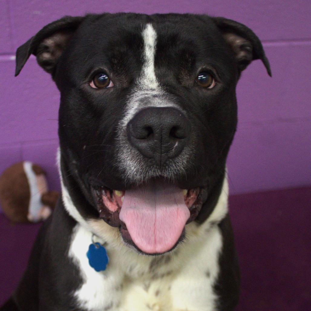 Enlarge Barley, a Adoptable mixed breed in Springfield, MO image 3/6
