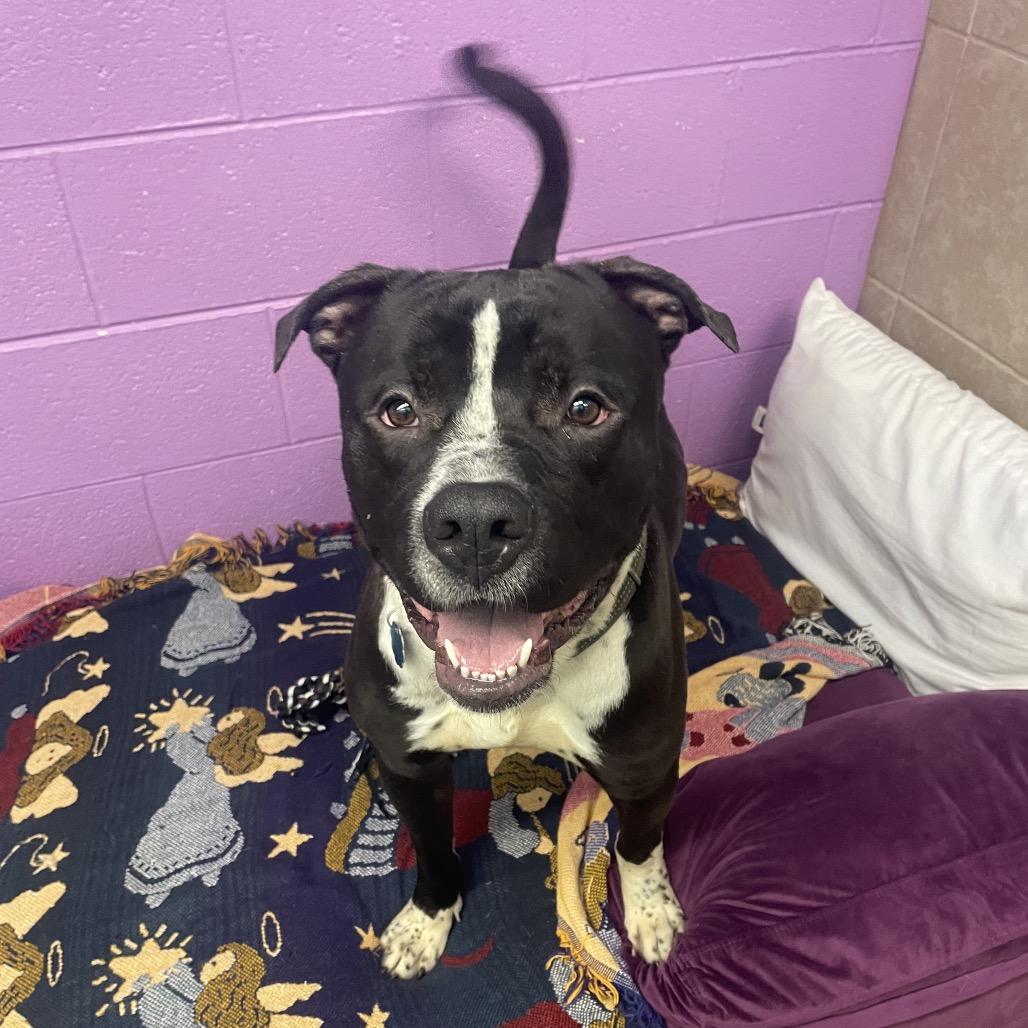 Enlarge Barley, a Adoptable mixed breed in Springfield, MO image 4/6