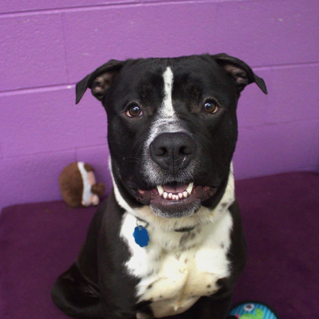 Enlarge Barley, a Adoptable mixed breed in Springfield, MO image 5/6