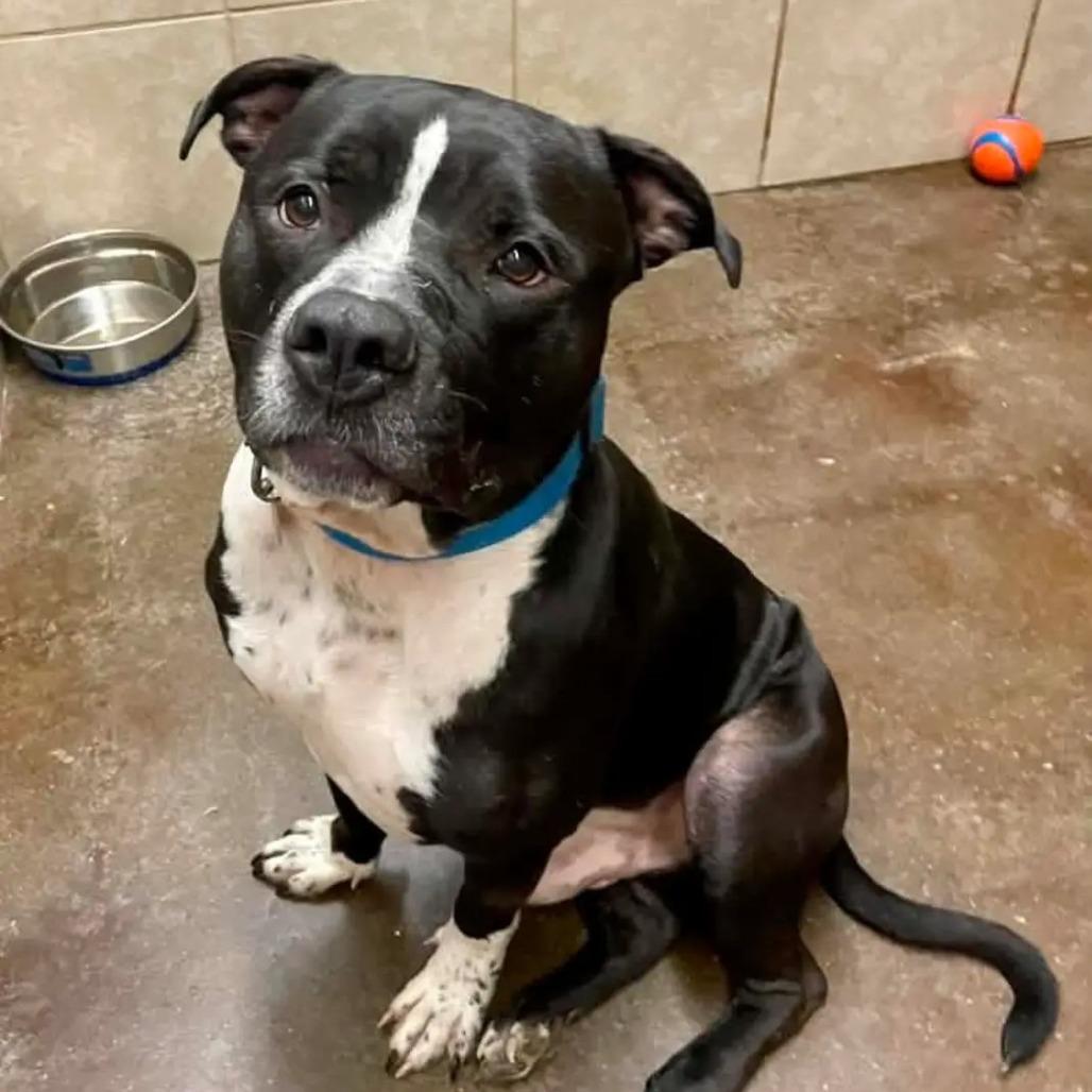 Enlarge Barley, a Adoptable mixed breed in Springfield, MO image 6/6