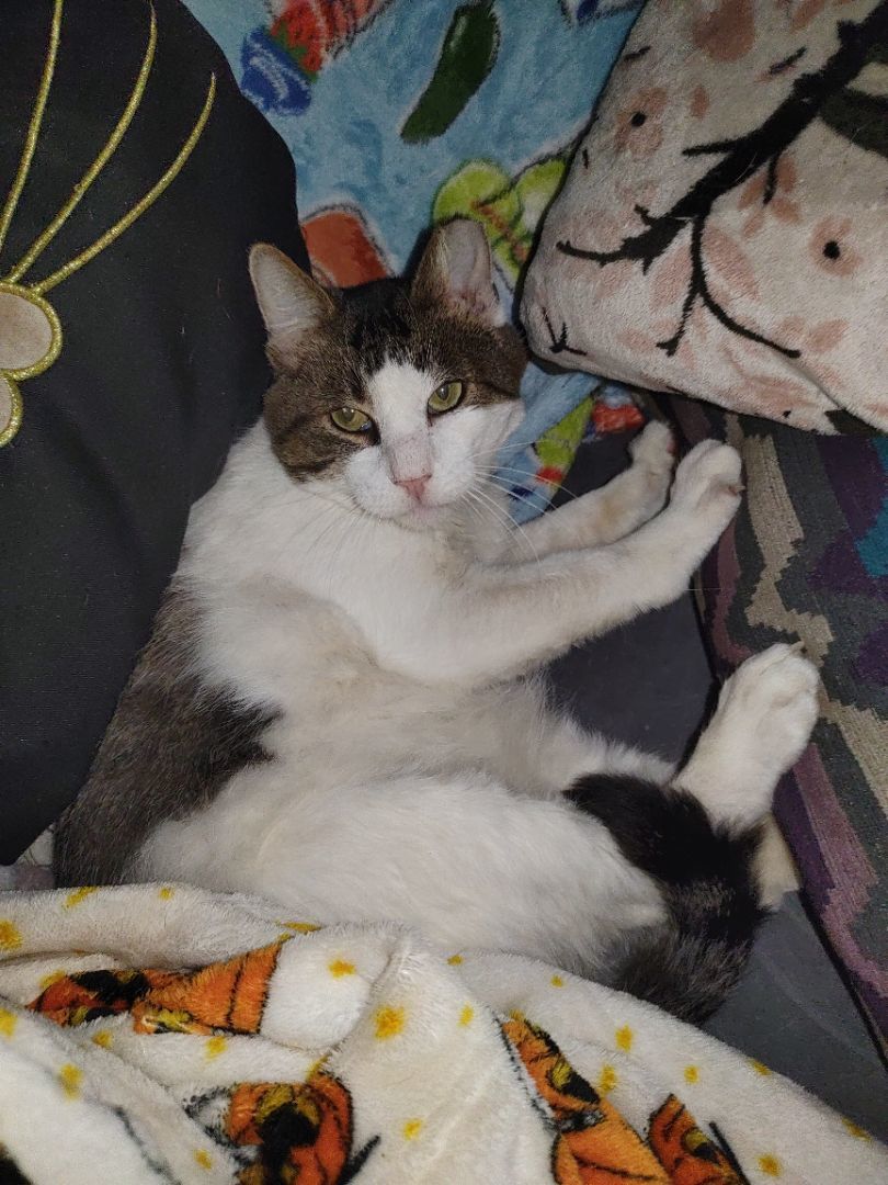 Tony, Adoptable, Senior Male Domestic Short Hair.