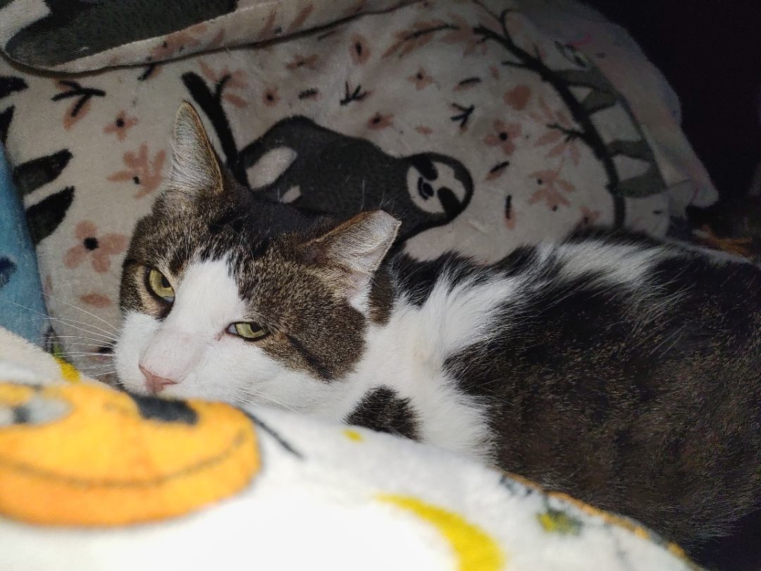 Tony, a Adoptable mixed breed in Nicholson, PA image 2/2