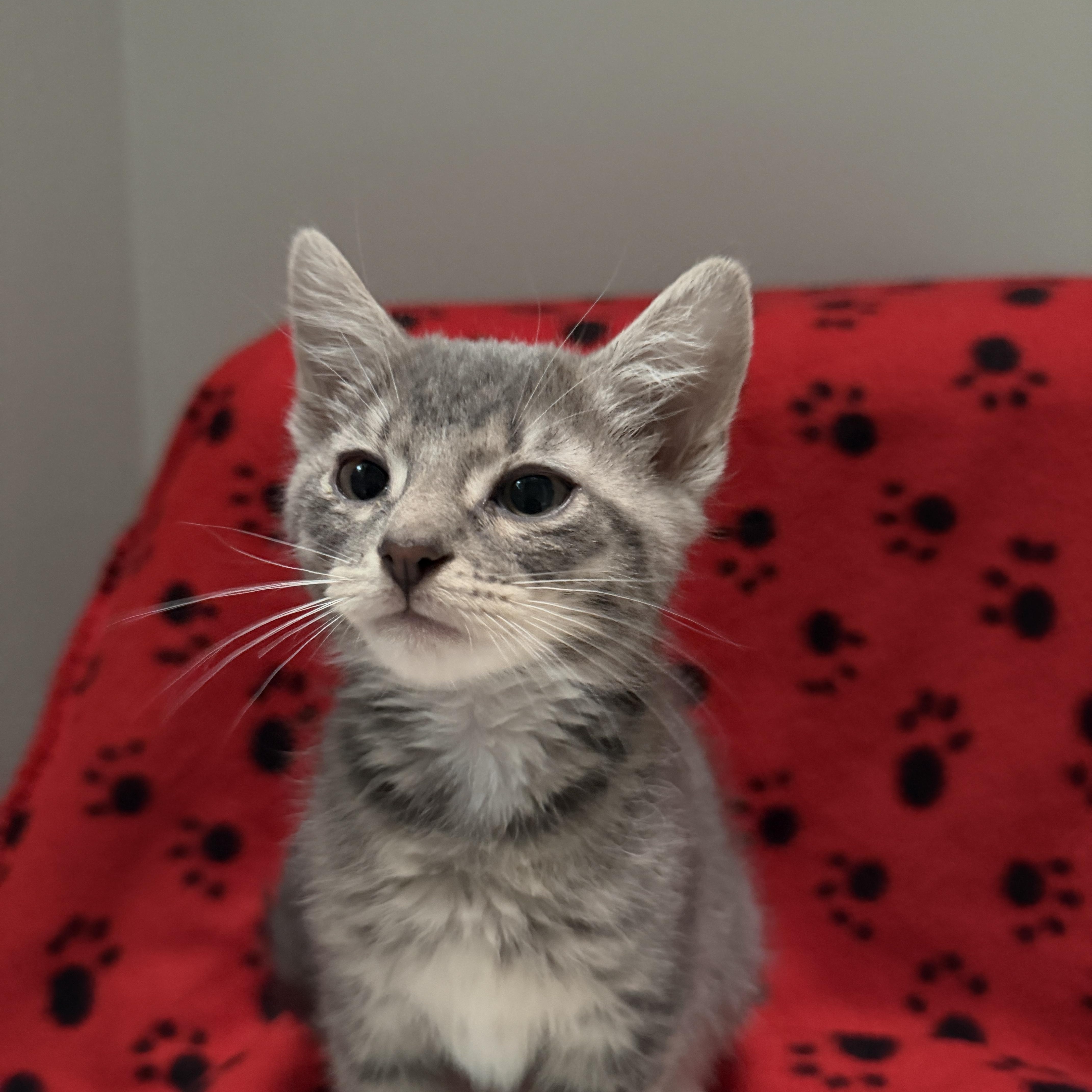 Chester, ADOPTABLE, Kitten Male American Shorthair.