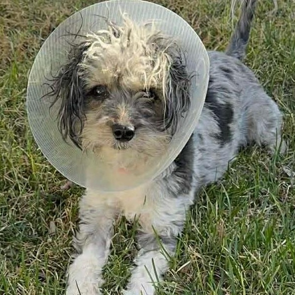Suzy, a ADOPTABLE mixed breed in Calgary, AB image 5/5