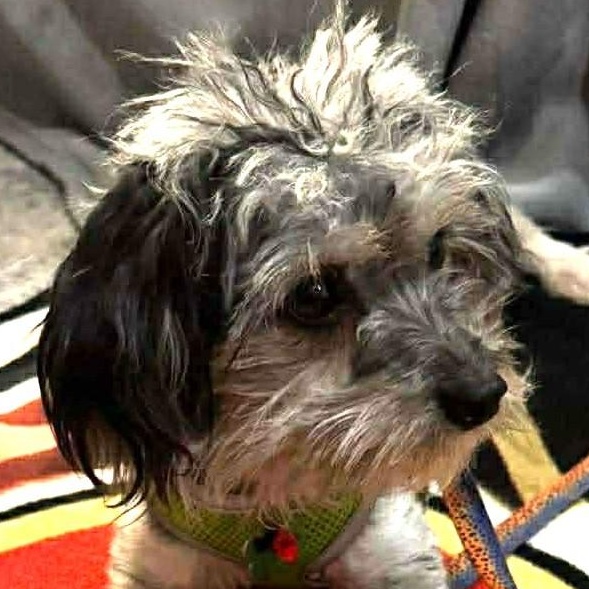 Suzy, a ADOPTABLE mixed breed in Calgary, AB image 2/5