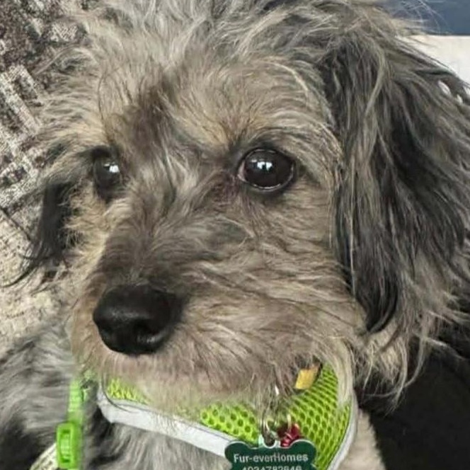 Suzy, a ADOPTABLE mixed breed in Calgary, AB image 4/5