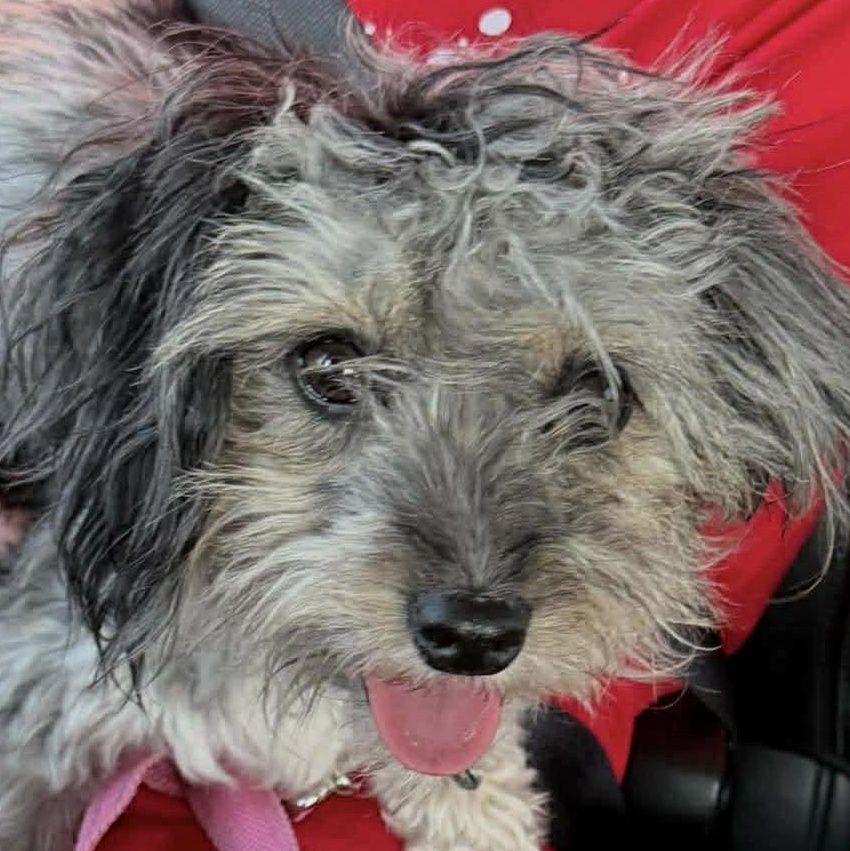 Suzy, ADOPTABLE, Adult Female Chinese Crested Dog.