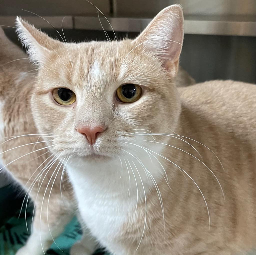 Enlarge Murphy, a Adoptable mixed breed in Spooner, WI image 1/1